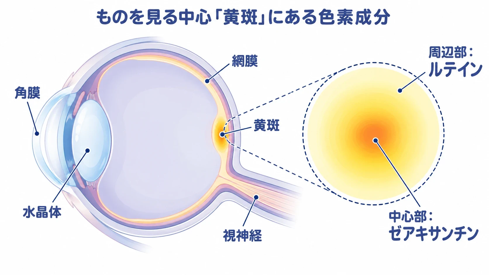 目の断面図。角膜・水晶体の奥の網膜の中心に黄斑があり、黄斑の中心部にゼアキサンチン、周辺部にルテインがある